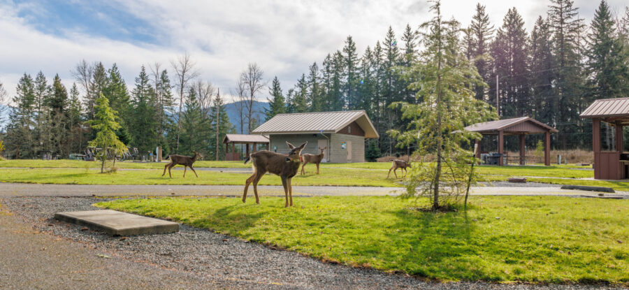 Alder Lake Park group campsites with a deer and trees