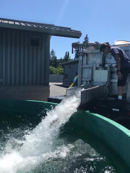 Many happy returns: Sockeye come home to Cushman for the first time in 90 years 2