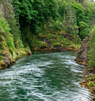 Cowlitz River Below Mayfield Dam