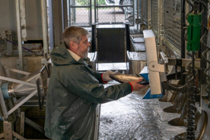 Natural Resources staff scanning tagged salmon