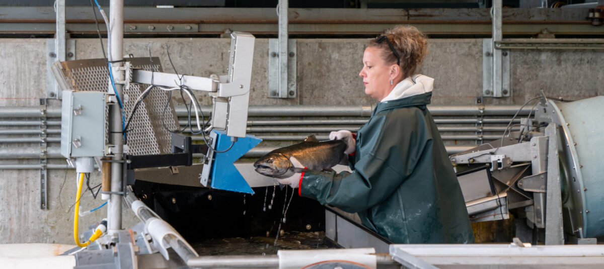 Fisheries staff scan a tagged fish at the Cowlitz Salmon fish facility.