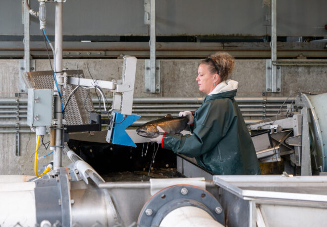 Fisheries staff scan a tagged fish at the Cowlitz Salmon fish facility.