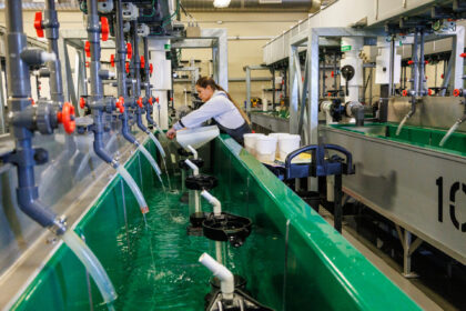 Staff working with egg incubators in the Saltwater Park Hatchery