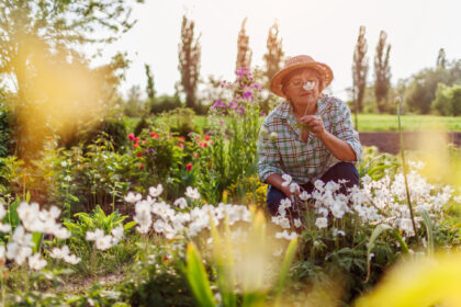 Senior gardener harvesting anemone flowers in spring garden. Retired woman smelling bloom on flower bed at sunset. 
