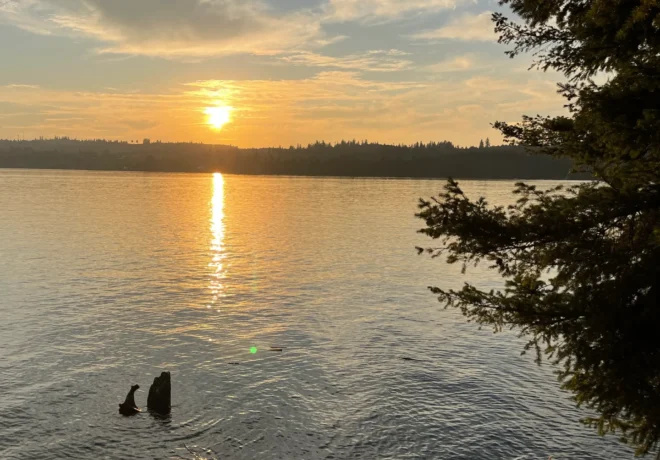 Sunset on the water with a tree