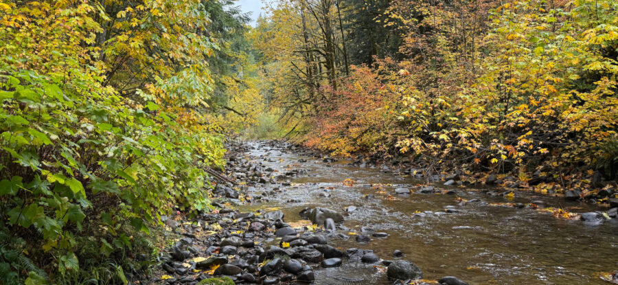 A shallow rocky stream flows through a dense autumn forest filled with green, yellow, and orange foliage.