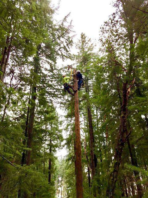 lineworker at the top of a power pole