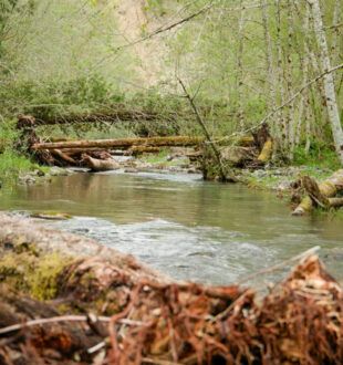 Nisqually Watershed with surrounding trees and logs