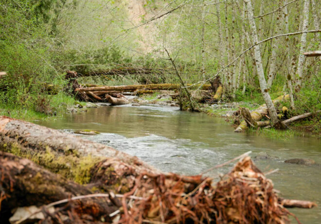 Nisqually Watershed with surrounding trees and logs