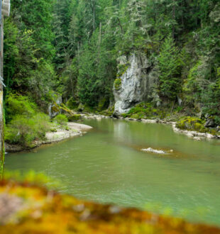 Nisqually watershed with surrounding trees
