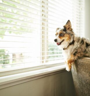 dog starring out his brand new windows being a good boy