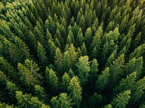 Forest aerial shot of trees