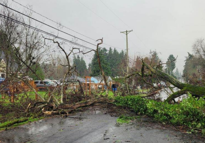 A large fallen tree and branches block a wet residential road, with utility lines and trees visible in the background.
