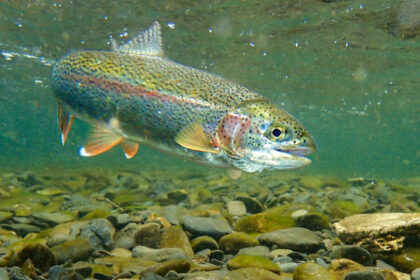 Rainbow trout