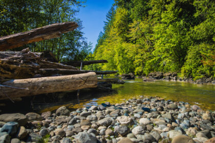 Forest stream bordered by smooth stones, driftwood logs, and dense green trees under a clear blue sky.