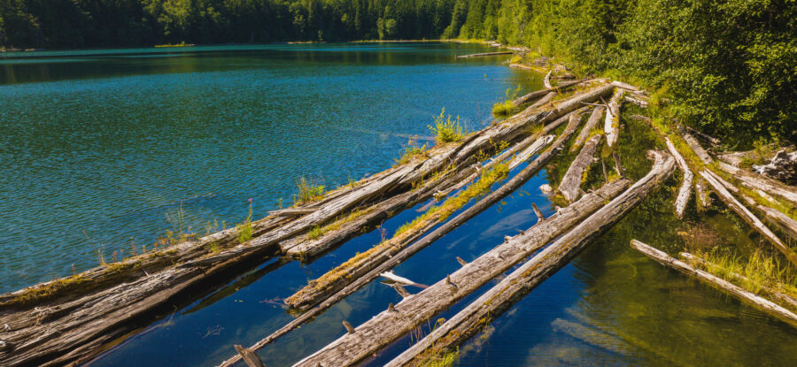 Blue-green forest lake with weathered logs floating along the wooded shoreline.