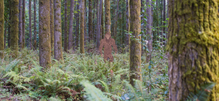 sasquatch in the woods