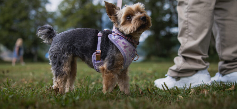 A small dog at the park