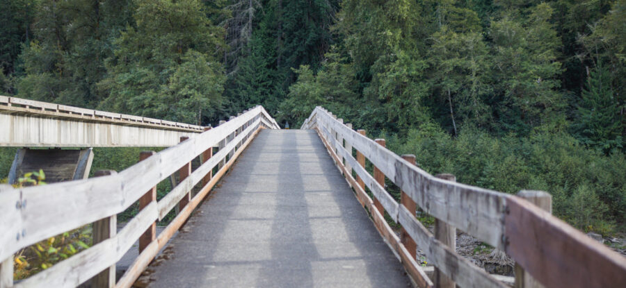 bridge surrounded by trees
