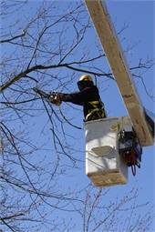 Hazardous Tree Assistance - City of Tacoma