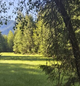forage fields at nisqually river project upland area